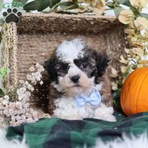 Flops, Teddy Bear Puppy